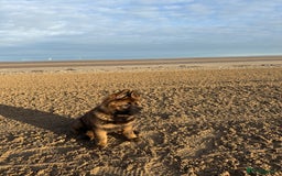 German Shepherd dogs for sale: 15 week old female German Sheppard  - Image 11