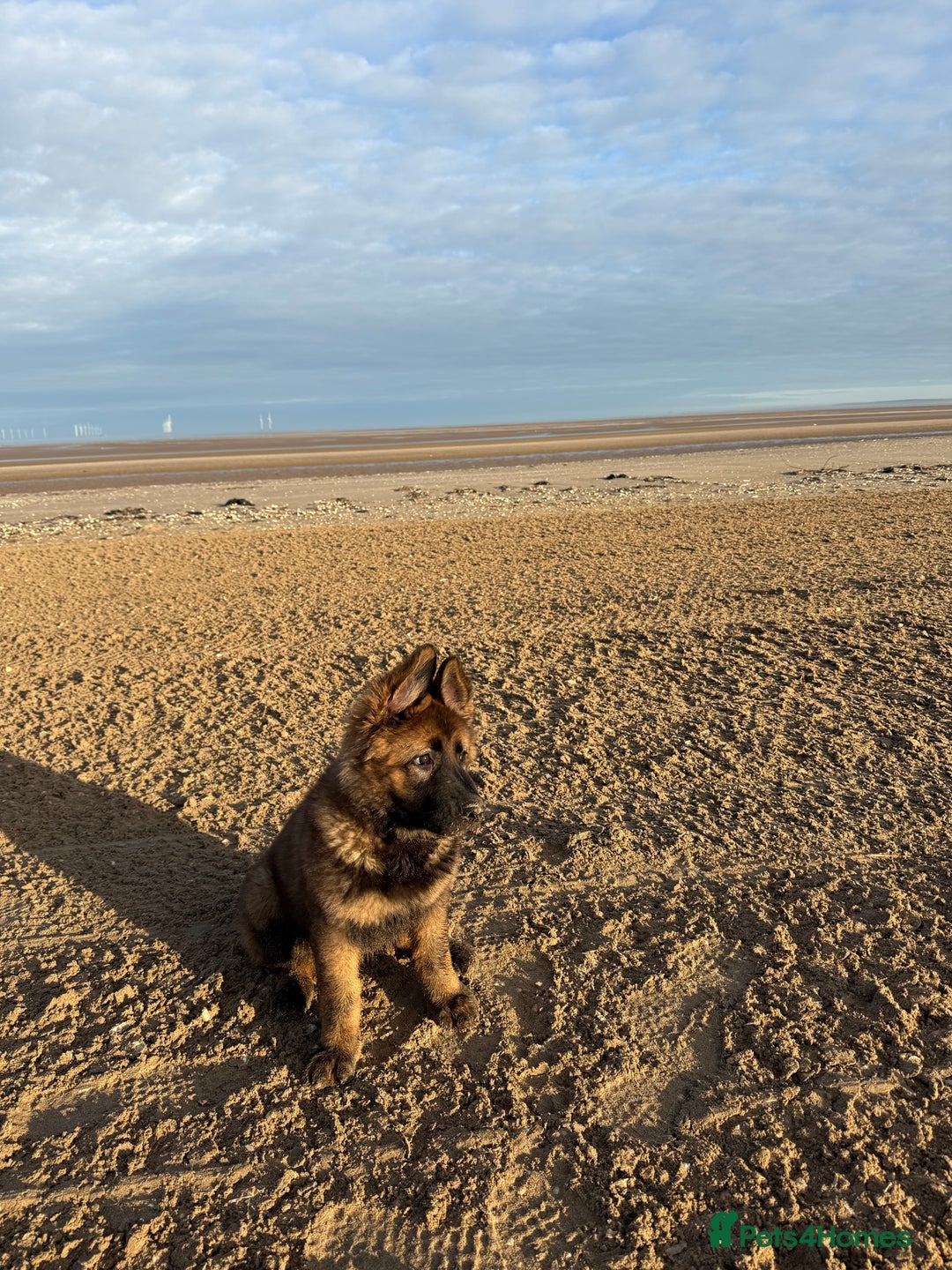 German Shepherd dogs for sale: 15 week old female German Sheppard  - Image 11