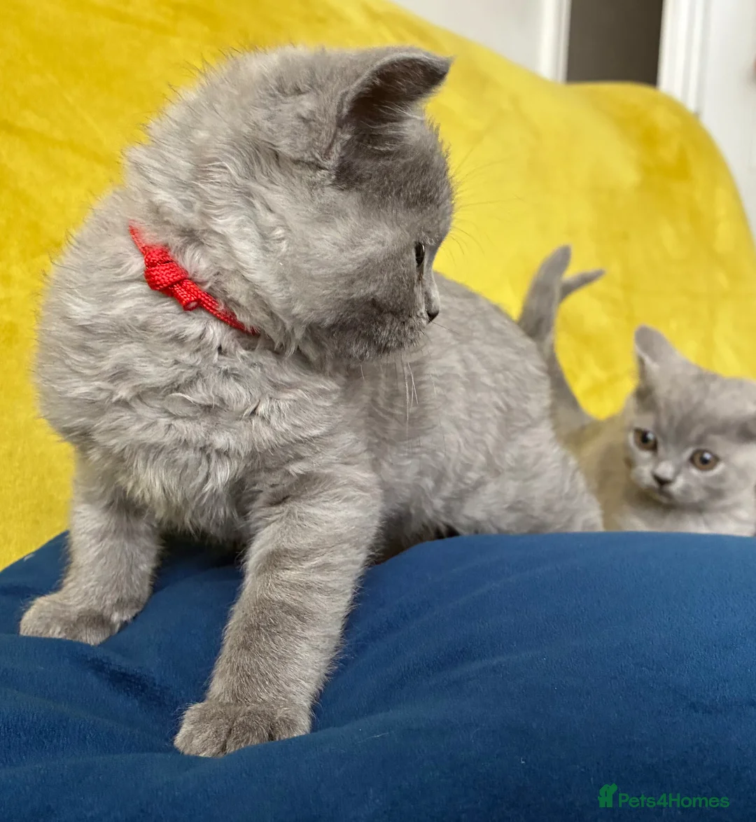 British Shorthair cats for sale: Pure British shorthair kittens- caring home 🐾 - Advert 2