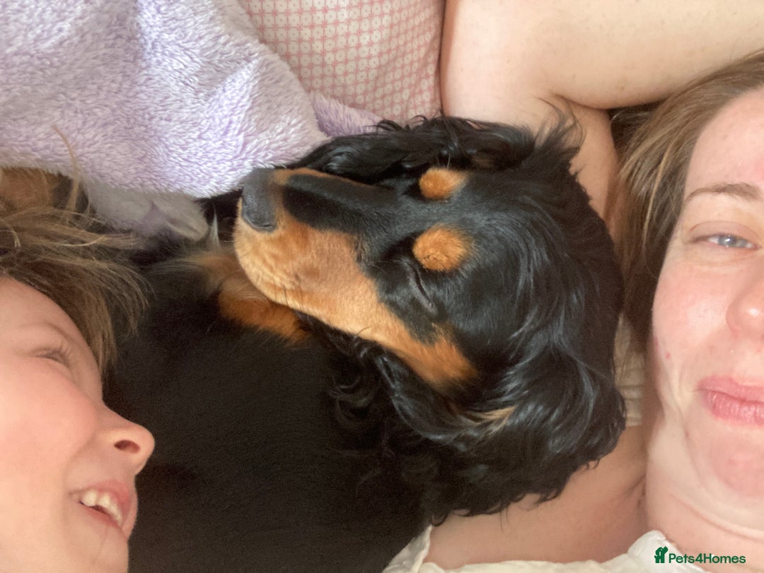 Mixed Breed dogs for sale: Pomeranian/ cocker spaniel cross  - Advert 6