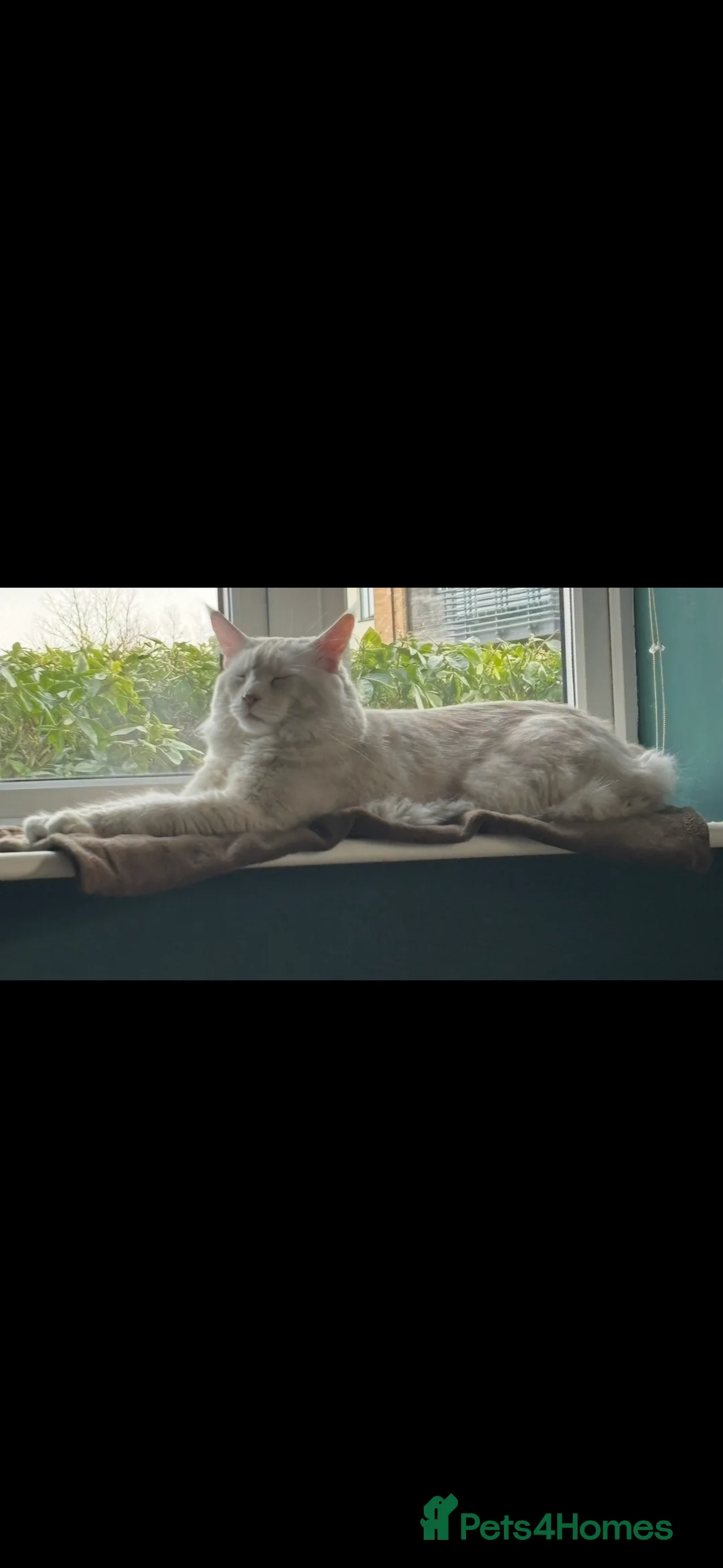 Maine Coon cats for sale: Maine Coon cream male in Peterborough - Advert 4