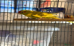 Parakeets birds for sale: Kakarikis For sale  - Advert 5
