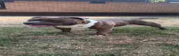 American Bully dogs for stud: Pocket bully for stud  - Advert 1