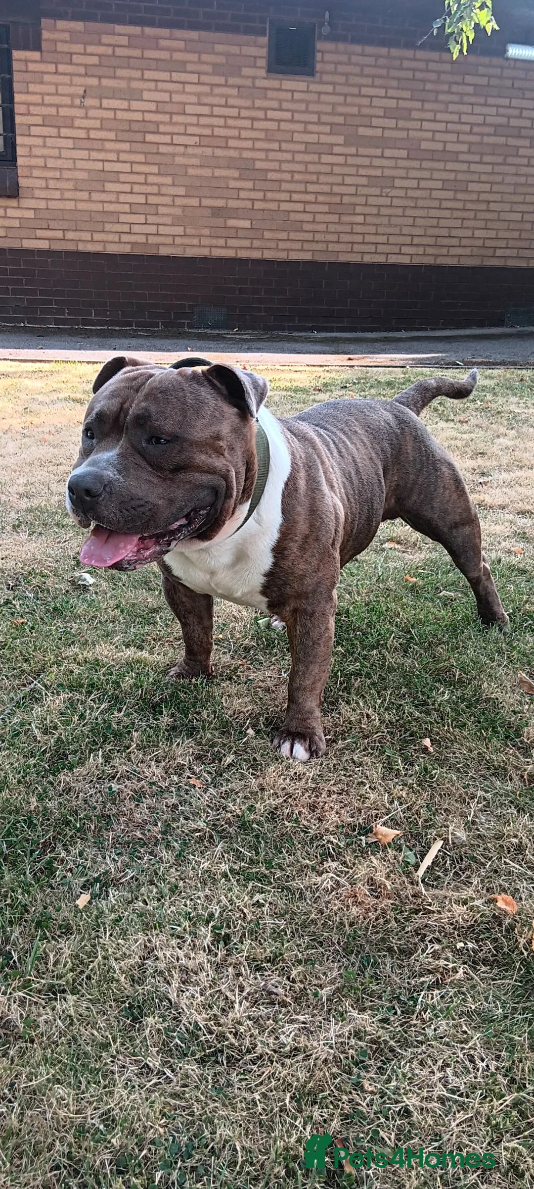 American Bully dogs for stud: Pocket bully for stud  - Advert 1