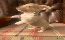 Jack Russell dogs for sale: Fantastic litter of miniature jr rare  colours  - Image 14