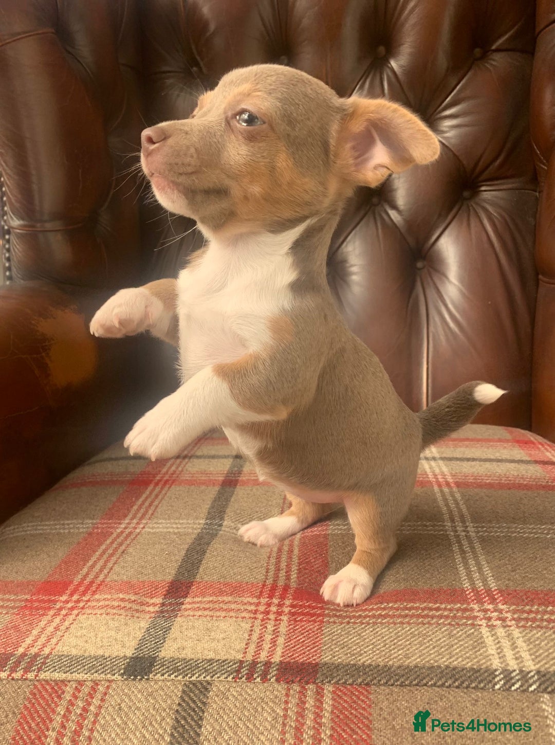 Jack Russell dogs for sale: Fantastic litter of miniature jr rare  colours  - Image 14