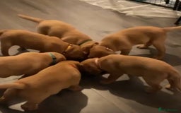 Labrador Retriever dogs for sale: Beautiful Light / fox red Labrador Retriever pups - Advert 8