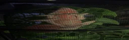 Chameleon reptiles for sale: True nosy be blue panther chameleon  in Reading - Advert 5