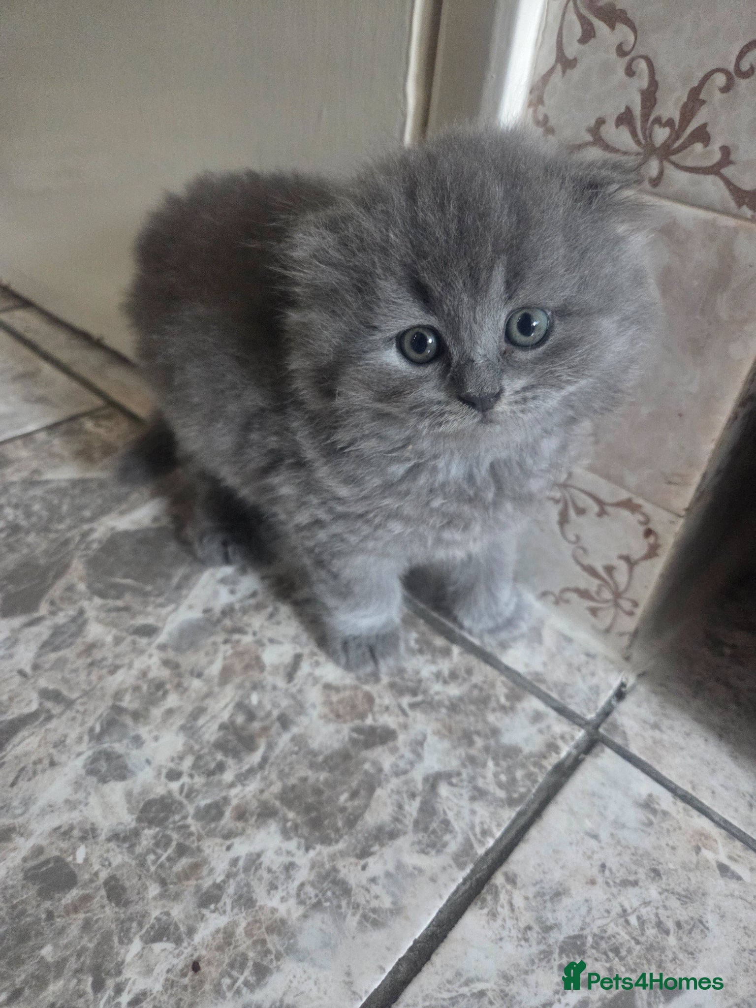 British Longhair cats for sale: Kittens blue boys and girl  in Nottingham - Advert 28
