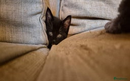 Mixed Breed cats for sale: KITTENS-LONG HAIRED - Image 1