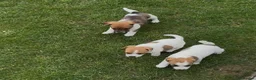 Jack Russell dogs for sale: Jack Russell Puppies  - Advert 7