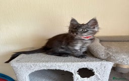 Maine Coon cats for sale: Pedigree GCCF Russian Import line Maine Coons - Image 9
