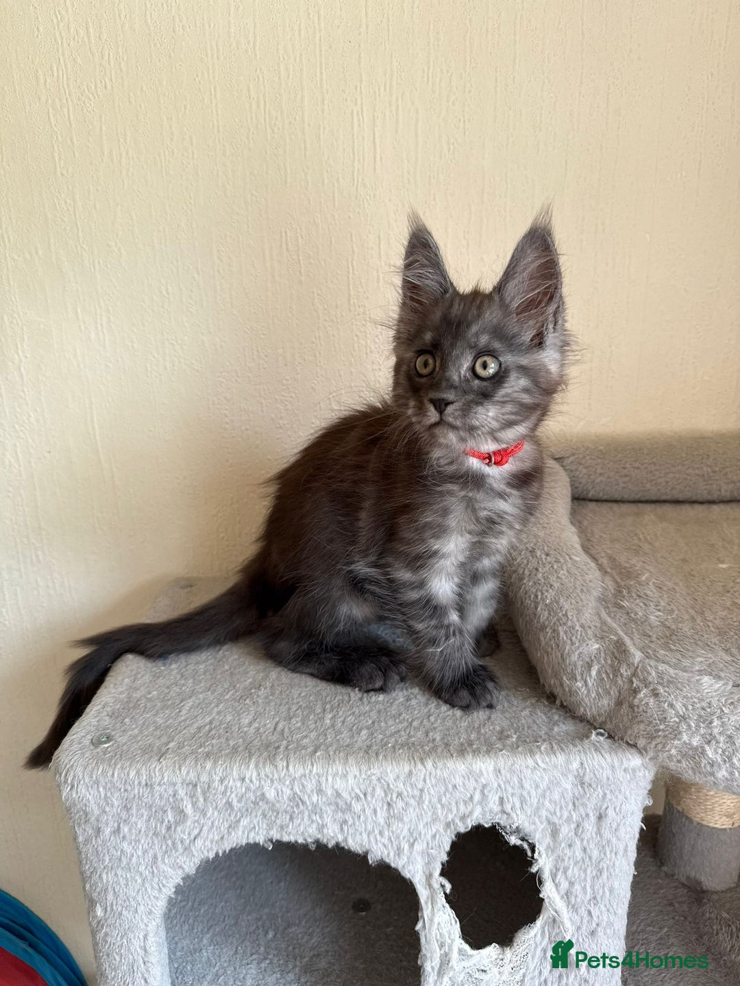 Maine Coon cats for sale: Pedigree GCCF Russian Import line Maine Coons - Image 9
