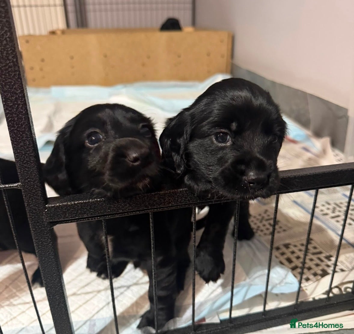 Cocker Spaniel dogs Litter of 10 gorgeous working Cocker Spaniels - Advert 17