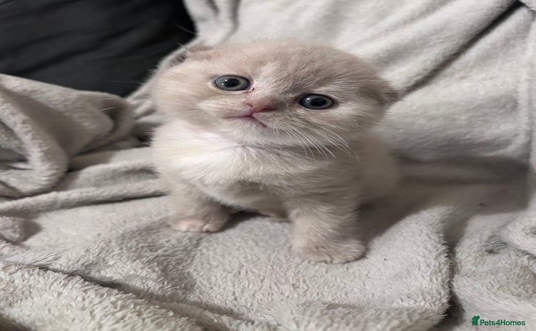 Scottish Fold cats - Advert 2