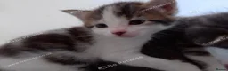 Mixed Breed cats for sale: Kittens available now in Basildon - Advert 5