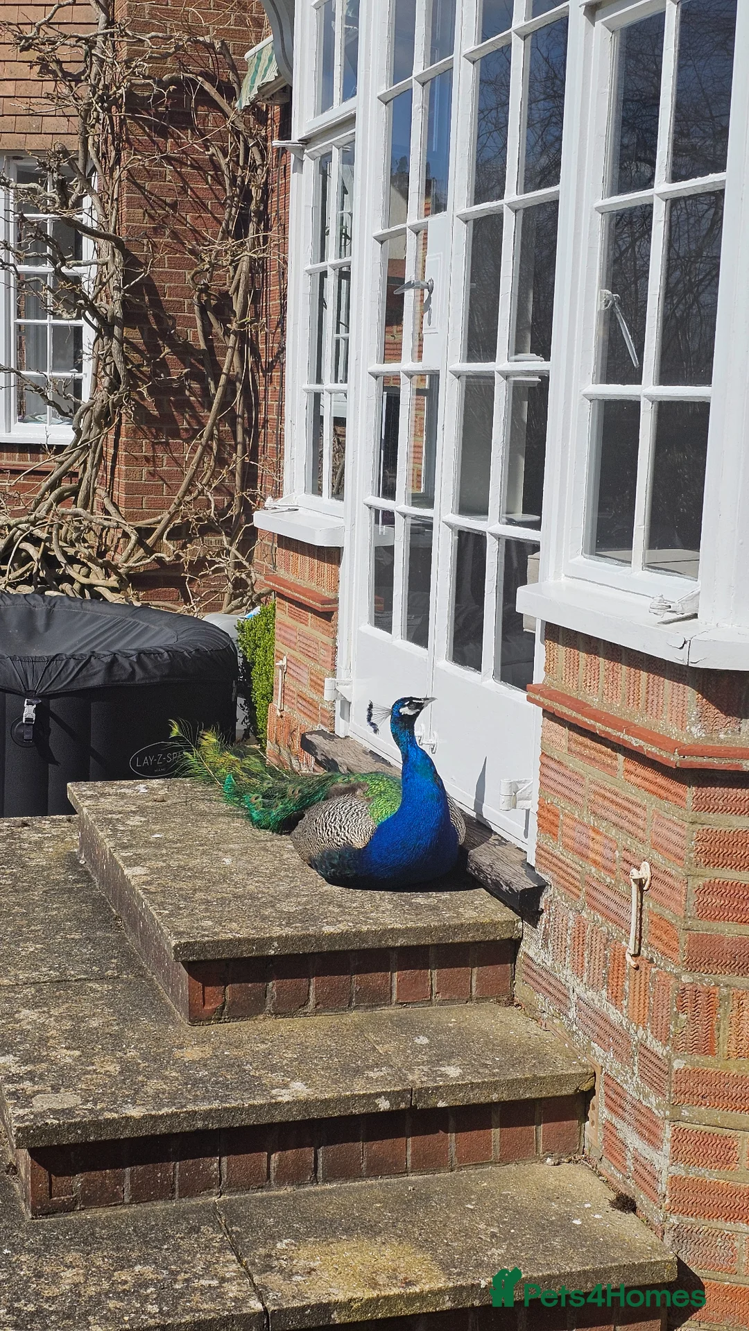 Peafowl poultry for sale: Beautiful Male Peacock For Sale - 2 1/5 years old - Advert 2