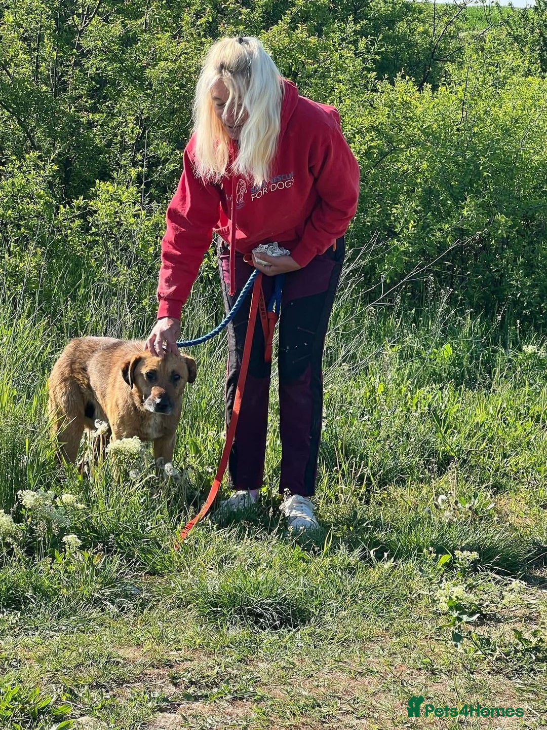 Mixed Breed dogs for adoption: Cyril - Fakenham Norfolk  - Advert 8