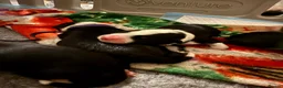 Border Collie dogs for sale: Beautiful border collie pups  - Advert 14