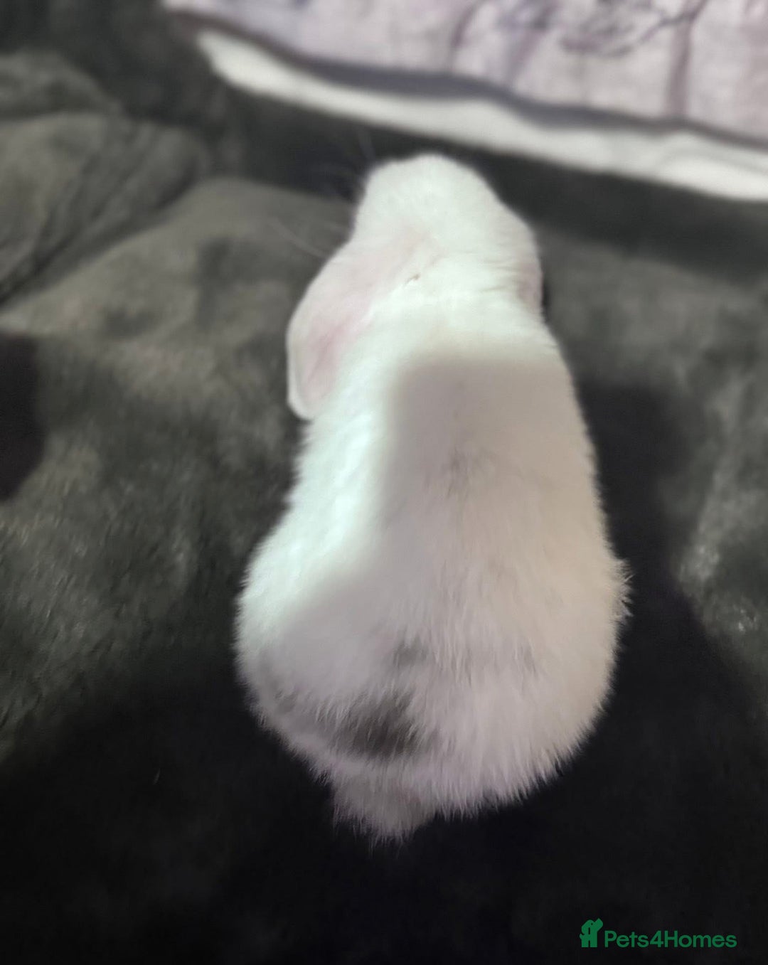Mini Lop rabbits for sale: Male minilop  - Image 4
