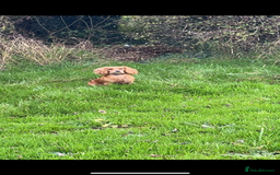 Cocker Spaniel dogs for sale: Working Cocker Spaniel Puppies - Image 19