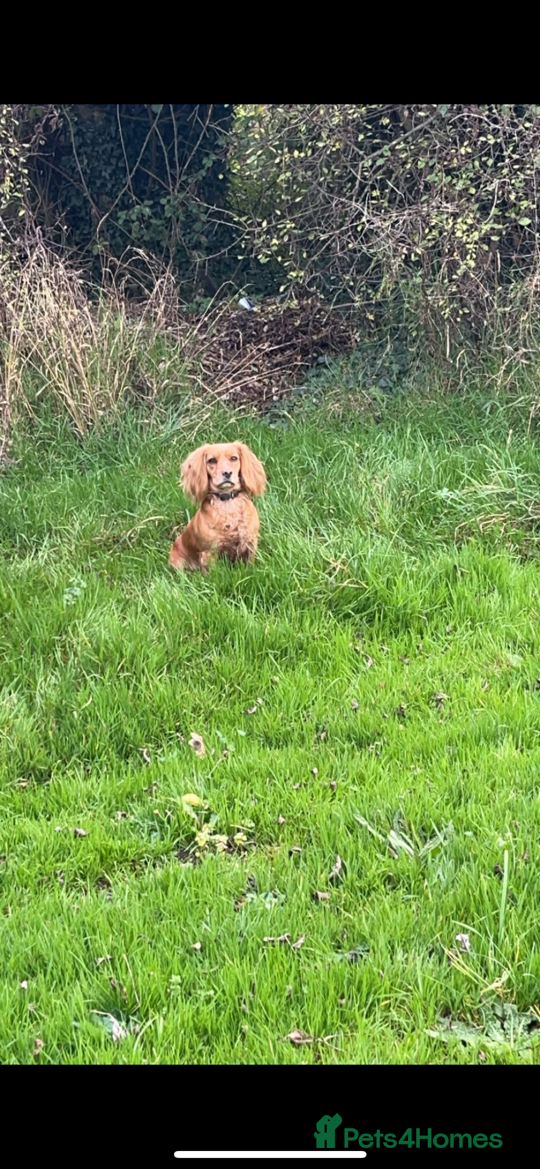 Cocker Spaniel dogs for sale: Working Cocker Spaniel Puppies - Image 19