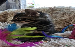 Mixed Breed cats for sale: 7 cute kittens - Image 4