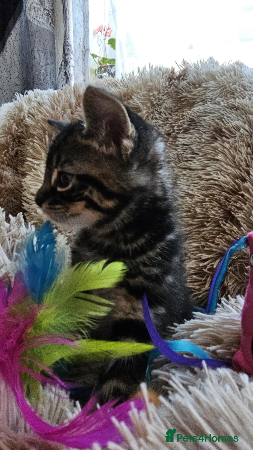 Mixed Breed cats for sale: 7 cute kittens - Image 4