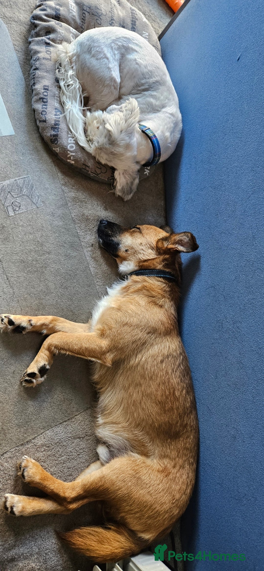 Mixed Breed dogs for adoption: Mischievous Mylough in Northampton - Image 4