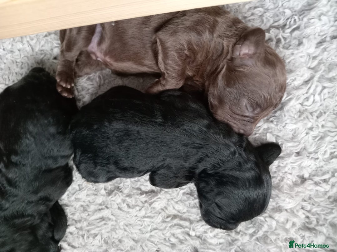 Cockapoo dogs for sale: 7 cockerpoos puppy's for sale - Image 5