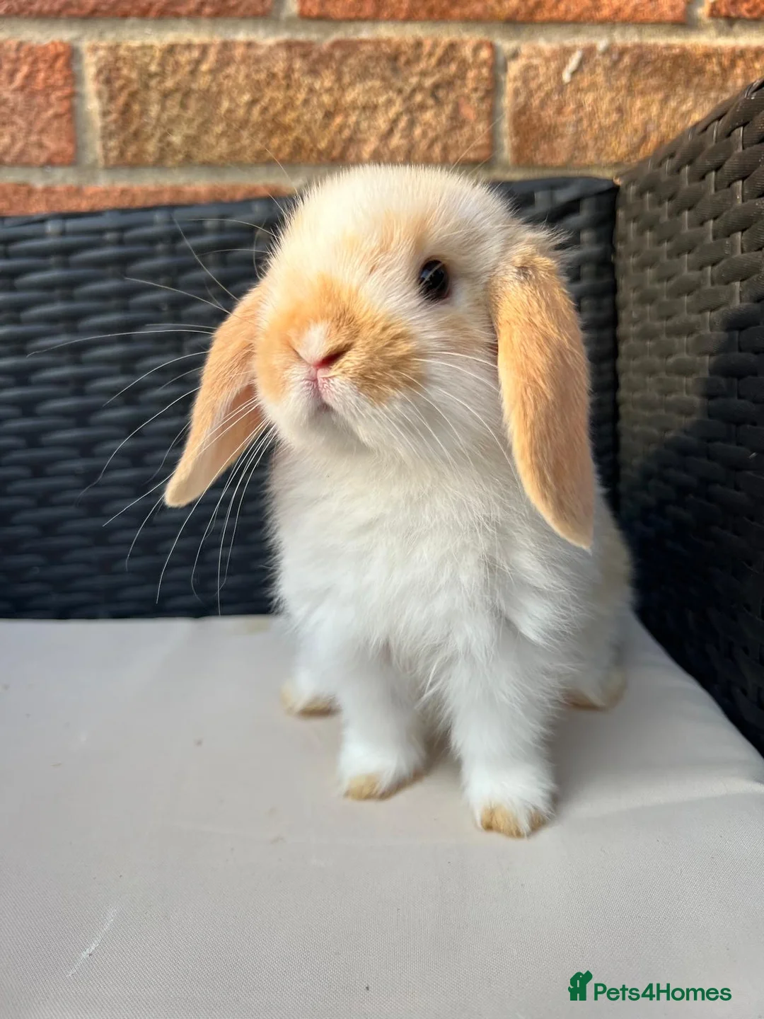 Mini Lop rabbits for sale: Pure bred mini lops  in Haverhill - Advert 2