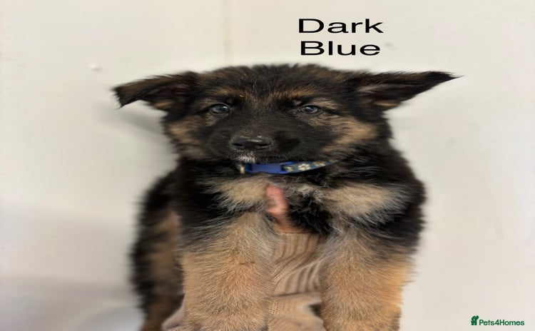 German Shepherd dogs - Advert 3