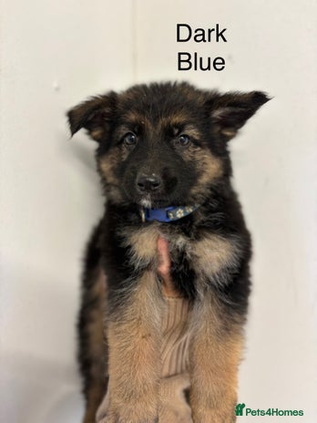 German Shepherd dogs - Advert 13