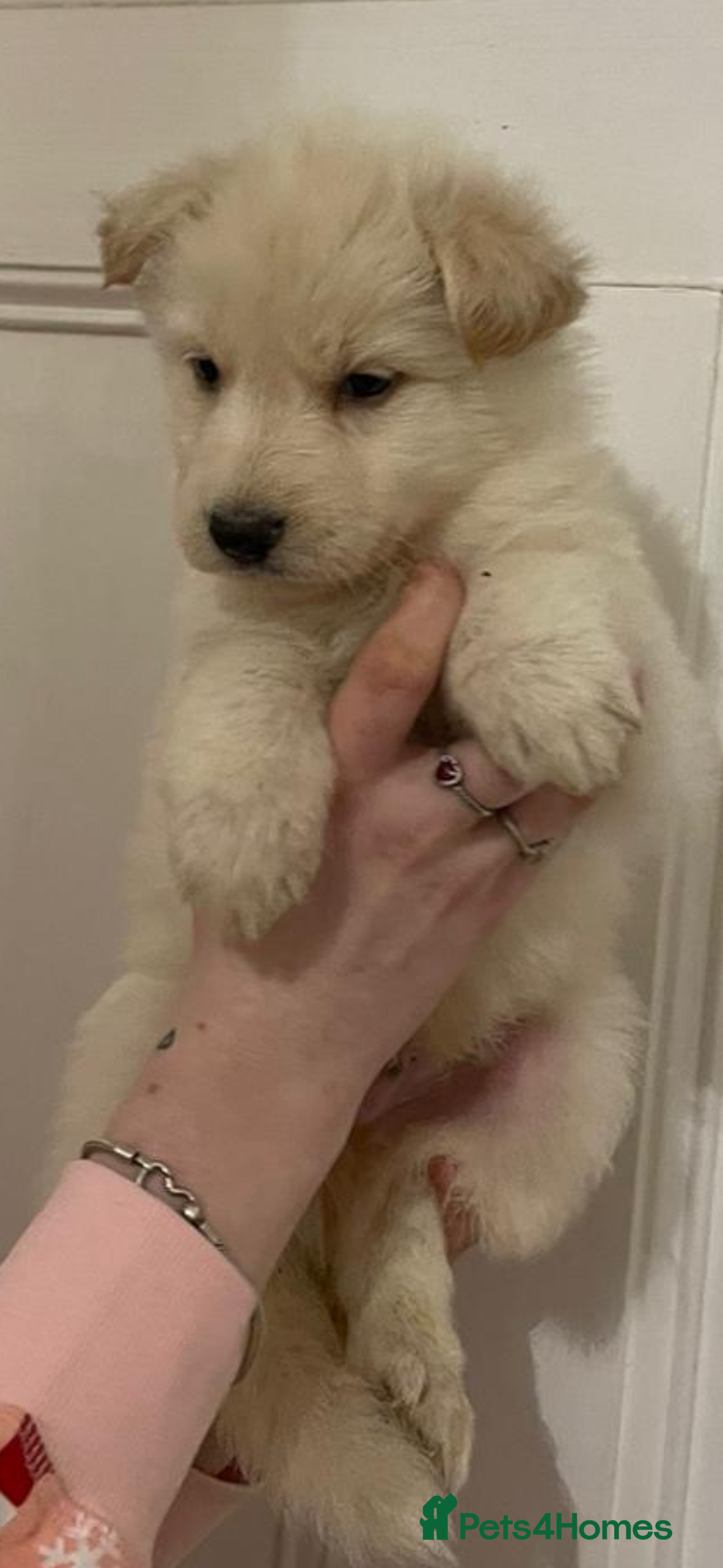 German Shepherd dogs German Shepherd puppies - Advert 1