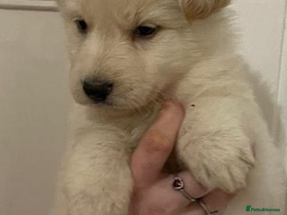 German Shepherd dogs German Shepherd puppies - Advert 1