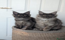 Maine Coon cats for sale: Maine coon kittens, Tica registered  - Image 19