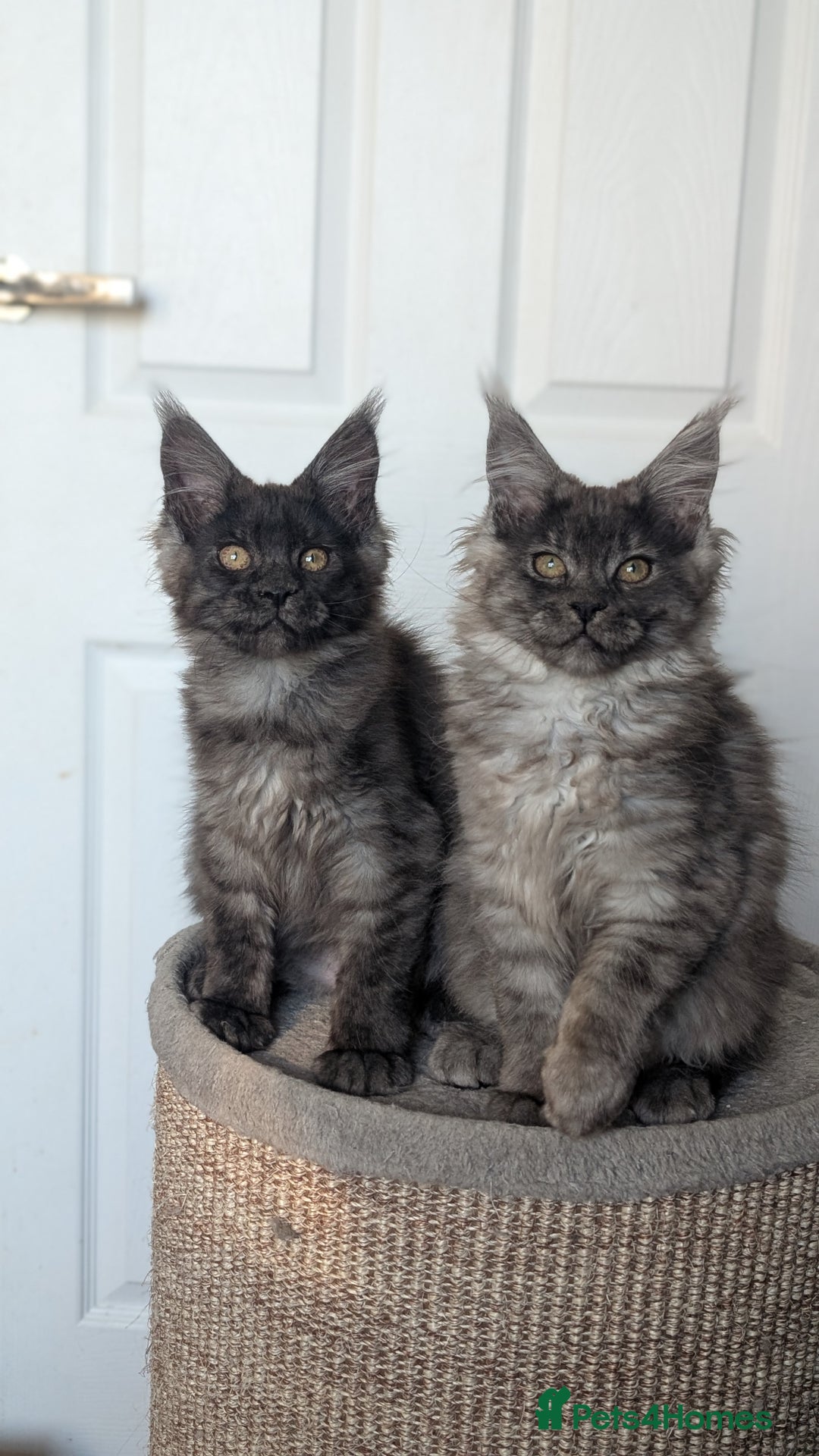 Maine Coon cats for sale: Maine coon kittens, Tica registered  - Image 19