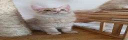 Maine Coon cats for sale: Two beautiful Maine Coon kittens - Advert 11