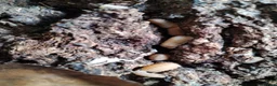 Isopods invertebrates for sale: Isopods Cubaris Ardentiella Sinodillo Spherillo  in Telford - Advert 3