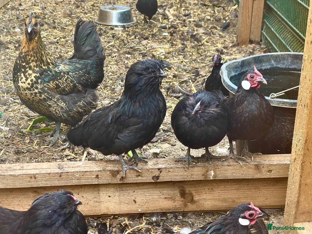 Chickens poultry for sale: Miniature fowl for sale in Ipswich - Advert 1