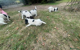 Sprocker dogs for sale: 5x gorgeous sprocker spaniel puppies for sale - Image 6
