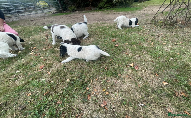 Sprocker dogs - Advert 2