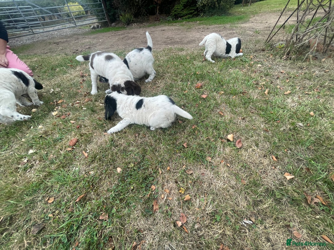 Sprocker dogs for sale: 5x gorgeous sprocker spaniel puppies for sale - Image 6