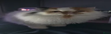 Calico Girl