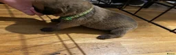 Mixed Breed dogs for sale: Cane corso  ** tiff pups in Westcliff-on-Sea - Advert 11