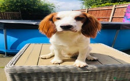 Cocker Spaniel dogs for sale: Outstanding Cocker Spaniel Puppies for Sale.  - Image 7