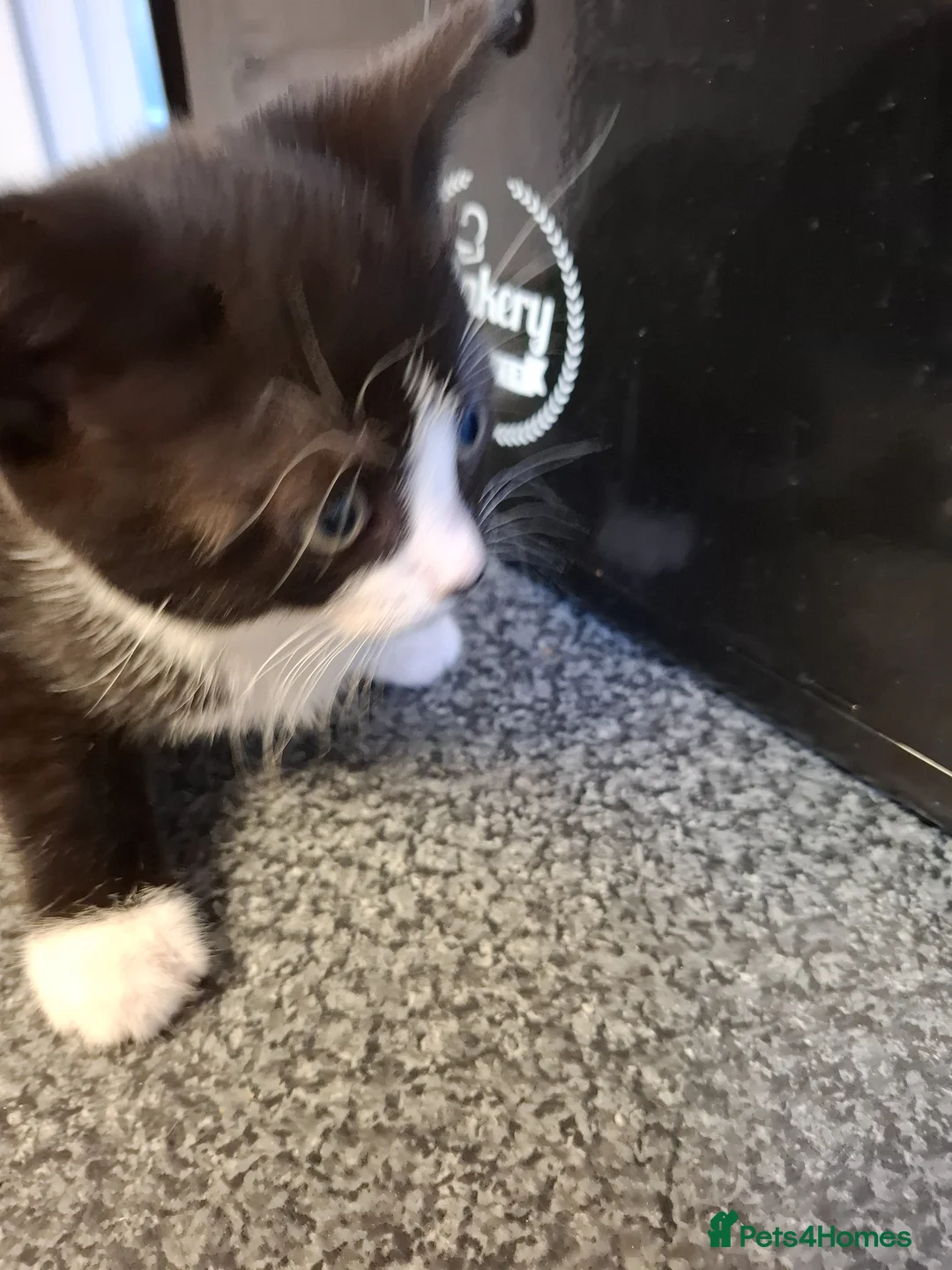 Mixed Breed cats for sale: 4 kittens for sale  - Advert 17