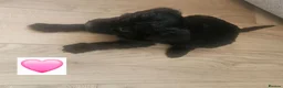 Schnoodle dogs for sale: 🐶 F2 Schnoodles looking for their loving Homes 🐶 in Romford - Advert 12