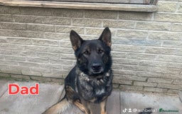 German Shepherd dogs for sale: German Shepherd puppies  - Advert 27