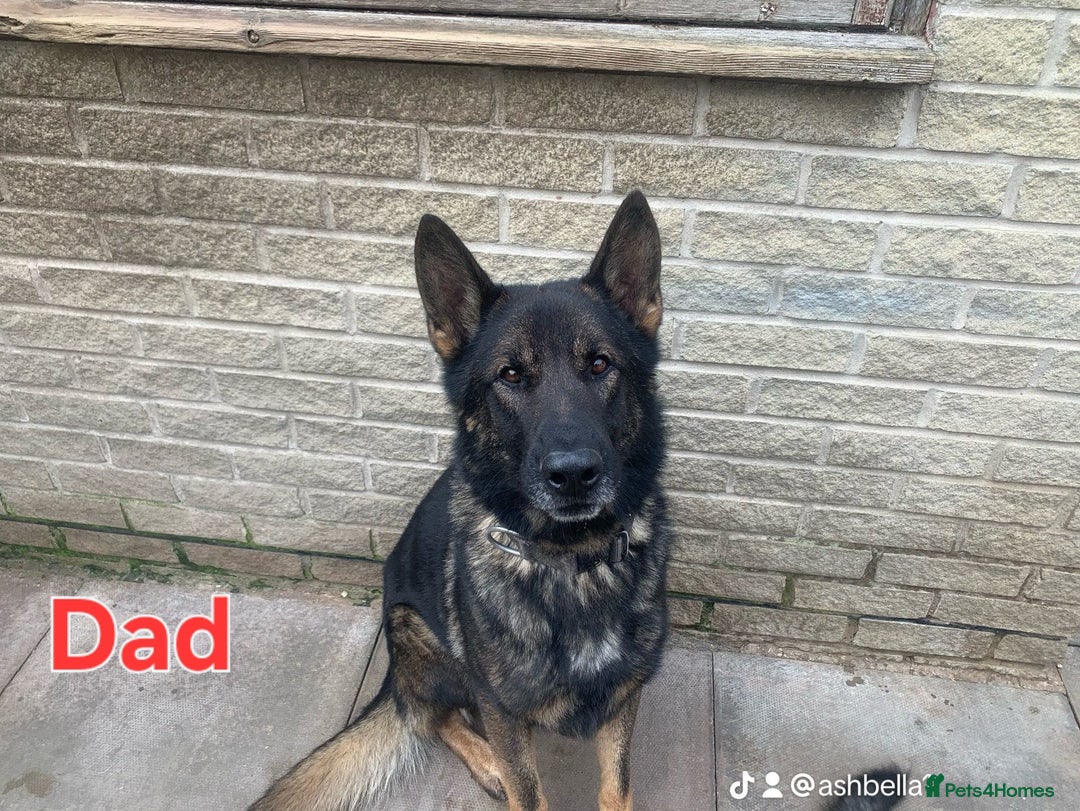 German Shepherd dogs for sale: German Shepherd puppies  - Advert 27